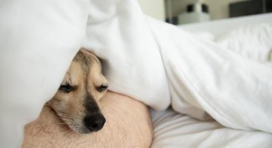 куче стопанин легло