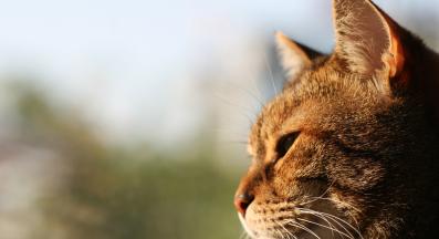 котка мисли