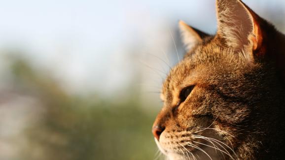 За какво мислят котките по цял ден