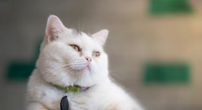 котка у дома