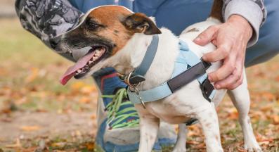 куче нагръдник