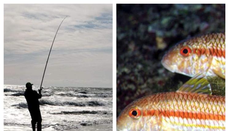 рибари - СЕГА Е МОМЕНТЪТ: Сезонът на морските въдичари започва