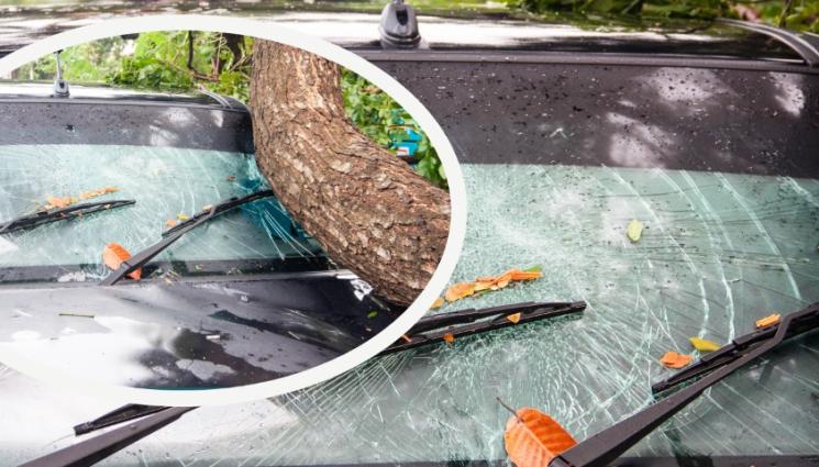 клон дърво кола - ИСТИНСКИ УЖАС: Дърво се стовари върху такси с клиенти! 