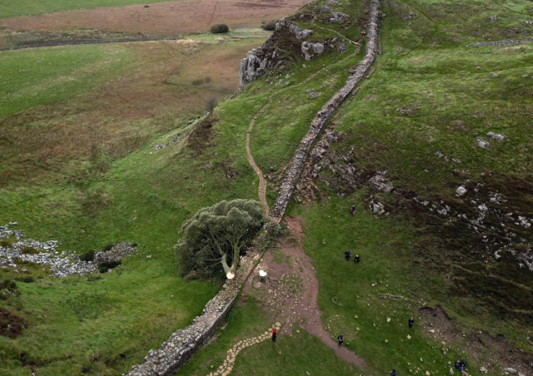 дърво робин худ