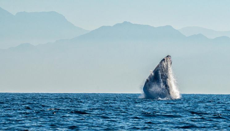 кит - УЖАСЯВАЩО: Кит потопи лодка с пътници на борда (СНИМКА)