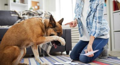 куче смешно