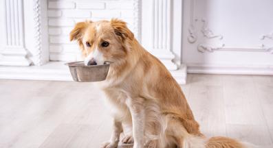 куче купичка