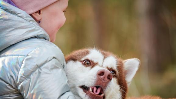 3 съвета как да различим игривото от агресивното кучешко ръмжене