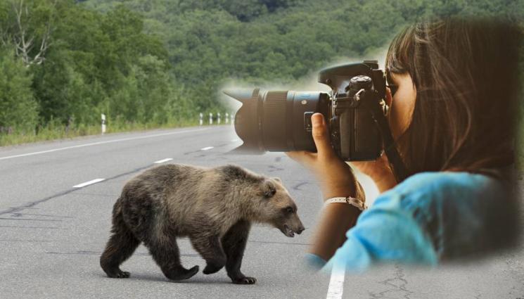 мечка - ИГРАЧКА-ПЛАЧКА: Мечка подгони селфи маниаци