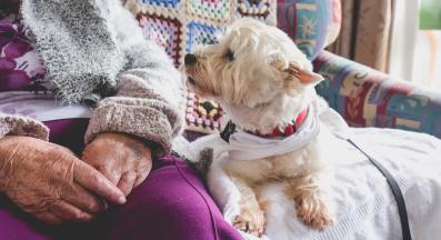 възрастно куче