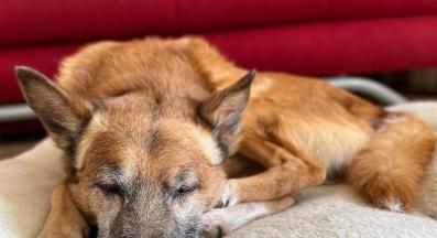 възрастно куче