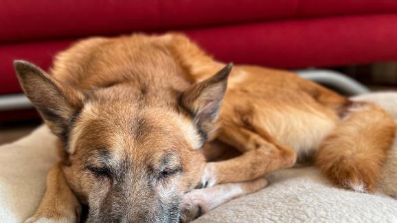 7 начина да направите дома по-удобен за възрастното си куче