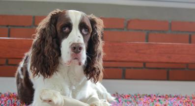 куче килим храна