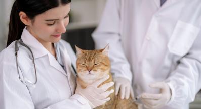 котка на преглед при ветеринар