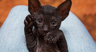 Корниш Рекс