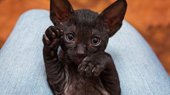 Корниш Рекс