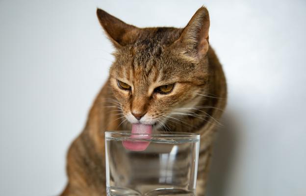 котка пие вода