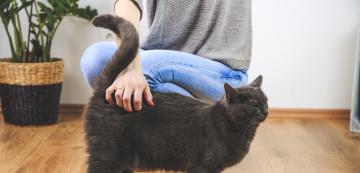 Защо котките повдигат опашката си, когато ги галим