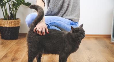 галене на котка