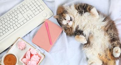 котка у дома