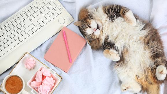 котка у дома