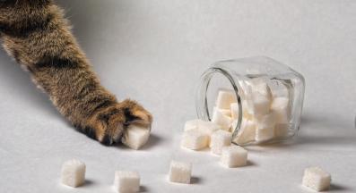 котка и сладки неща