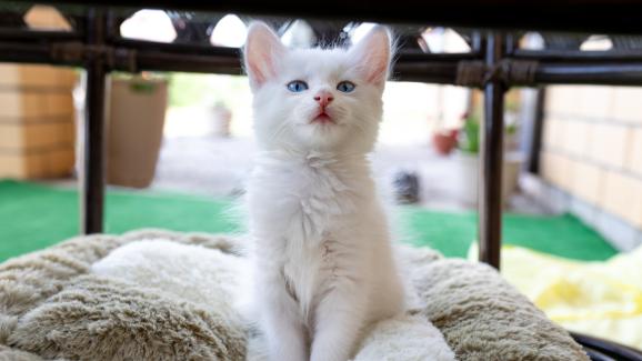 котка с бяла козина