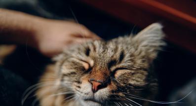 котка и стопани