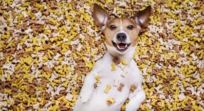 куче щастливо