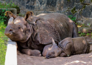Бебе носорог от застрашен вид се роди в Индонезия