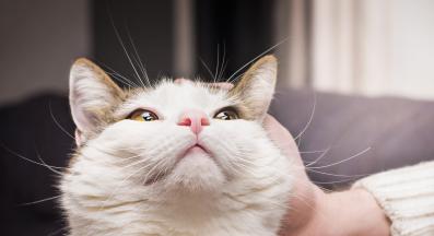 котка и стопанка