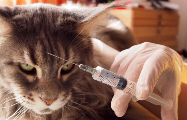 ваксиниране на котка