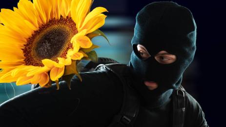 крадец слънчоглед