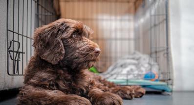 куче обучение