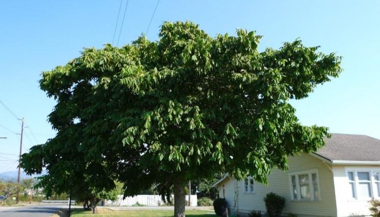 орех - ЧУДЕСА И ВЯРА: Ореховите листа каляват децата