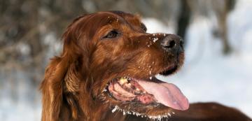 Какво означават кафявите петна по венците на кучето