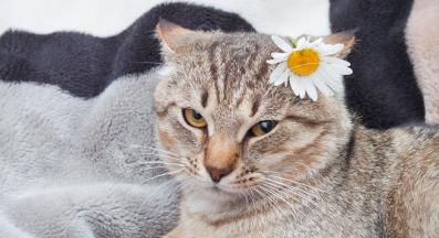 котка и лайка