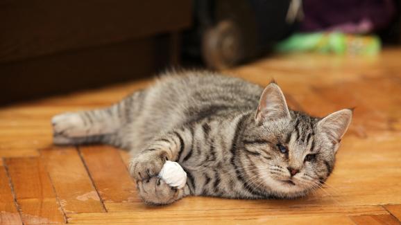 котка с проблем с очите