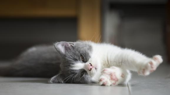 котка се разтяга