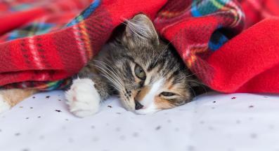 котка през зимата