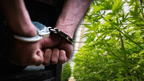 наркооранжерия