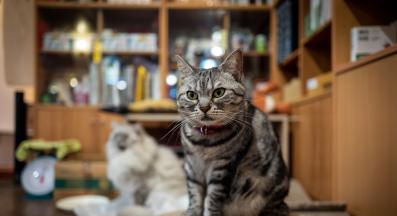 котешко кафе