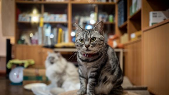 котешко кафе