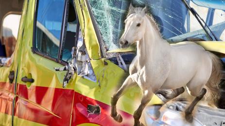 линейка кон