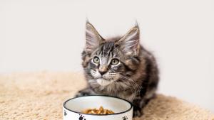 Защо котките са толкова придирчиви към храната си а кучетата