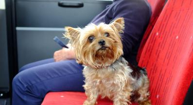 куче градски транспорт