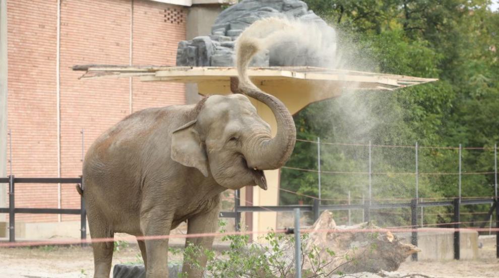 Новите сладки слоници Фрося и Луиза радват посетителите на Софийския зоопарк (ГАЛЕРИЯ)