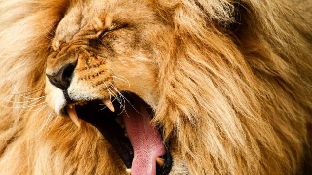 Животните се страхуват повече от човешките гласове, отколкото от лъвовете
