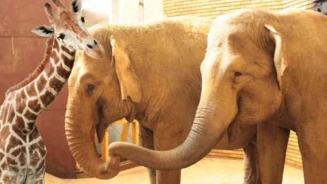 жираф слоници