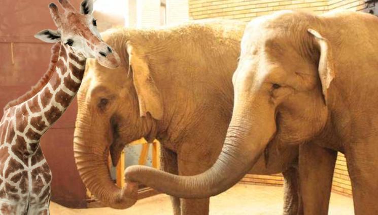 жираф слоници - НАЙ-НАКРАЯ! Жираф влиза в столичния зоопарк